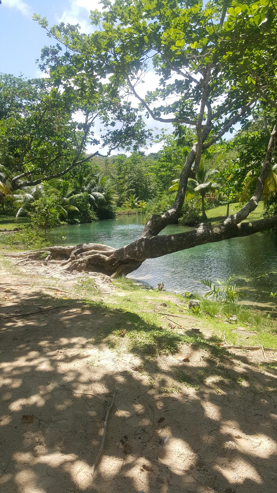 Crystal clear river through lush Jamaican forest