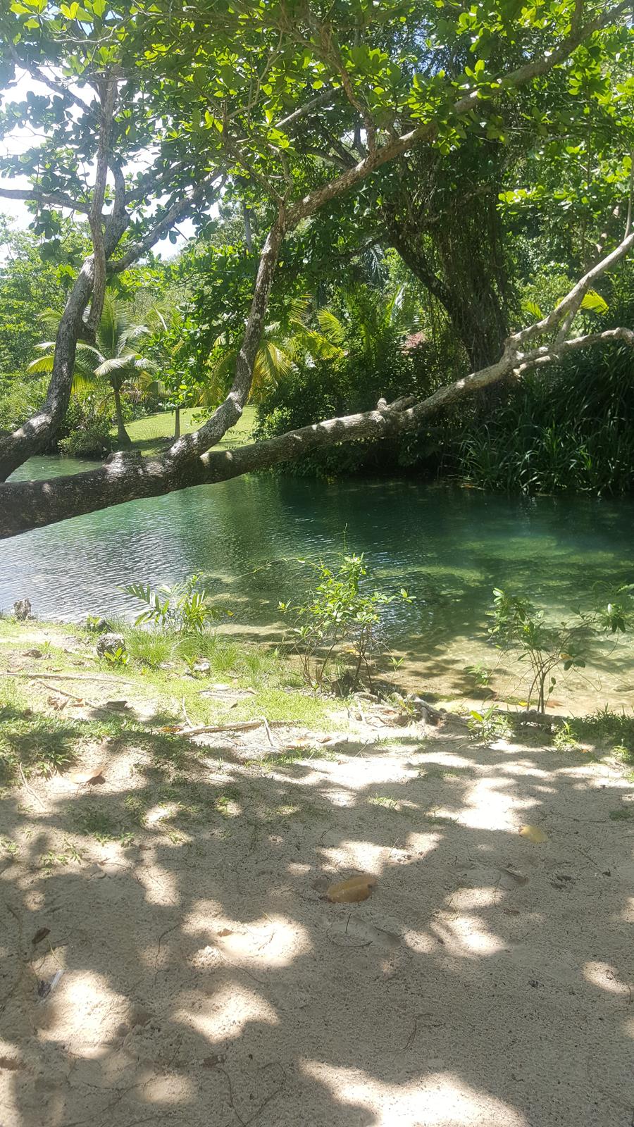 Emerald green lagoon surrounded by tropical trees